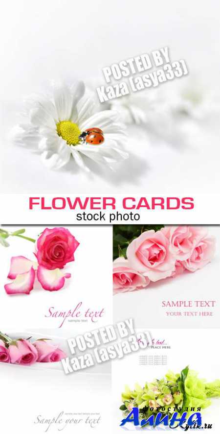 Орхидеи, розы, ромашки на белом фоне - карточки. Flower cards 4