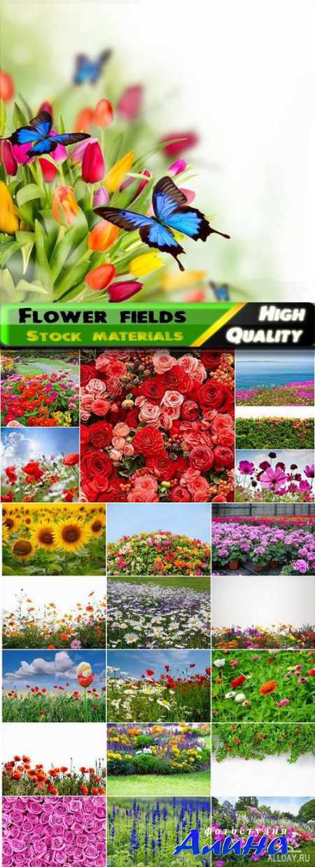 Цветочные поля | Flower fields Stock images