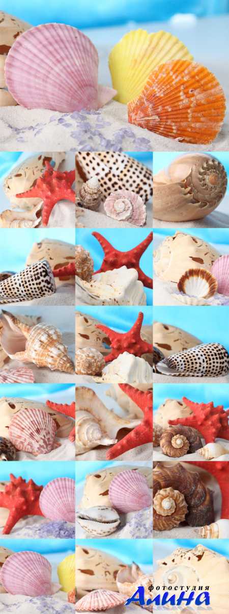 Seashells, starfish, sand Raster Graphics