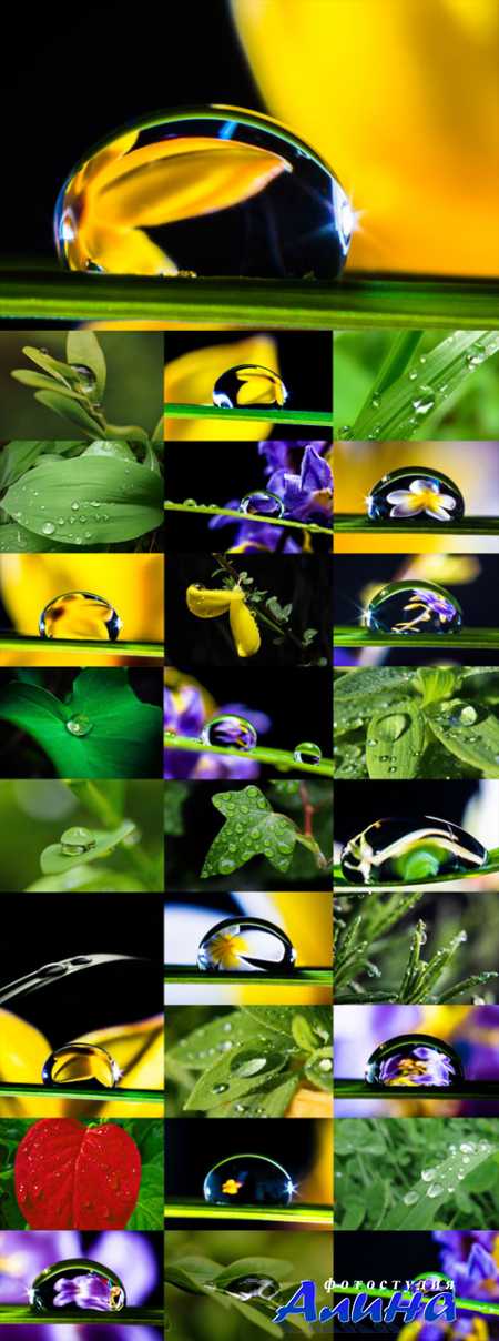 Raindrops on plants Raster Graphics