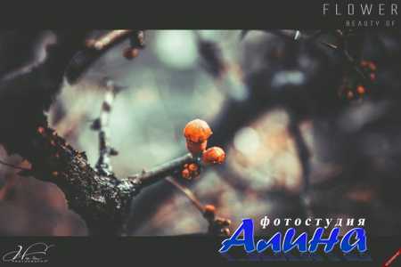 500 красивых пресетов для Lightroom