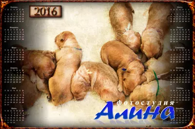 Календарь на 2016 год - Маленькие щенки