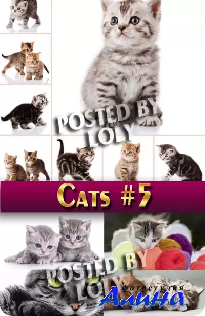 Чудесные котята #7 - Растровый клипарт