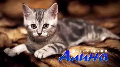 Кошки, коты, котята. Обои.