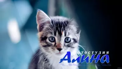 Клипарт PNG - Кошки, котята