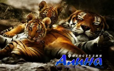 Обои - Тигрята