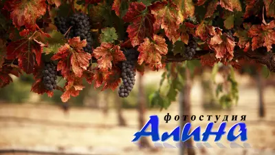 Amazing SS - Grapes | Виноград