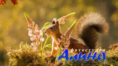 Обои для рабочего стола Животный Мир (Часть 8)